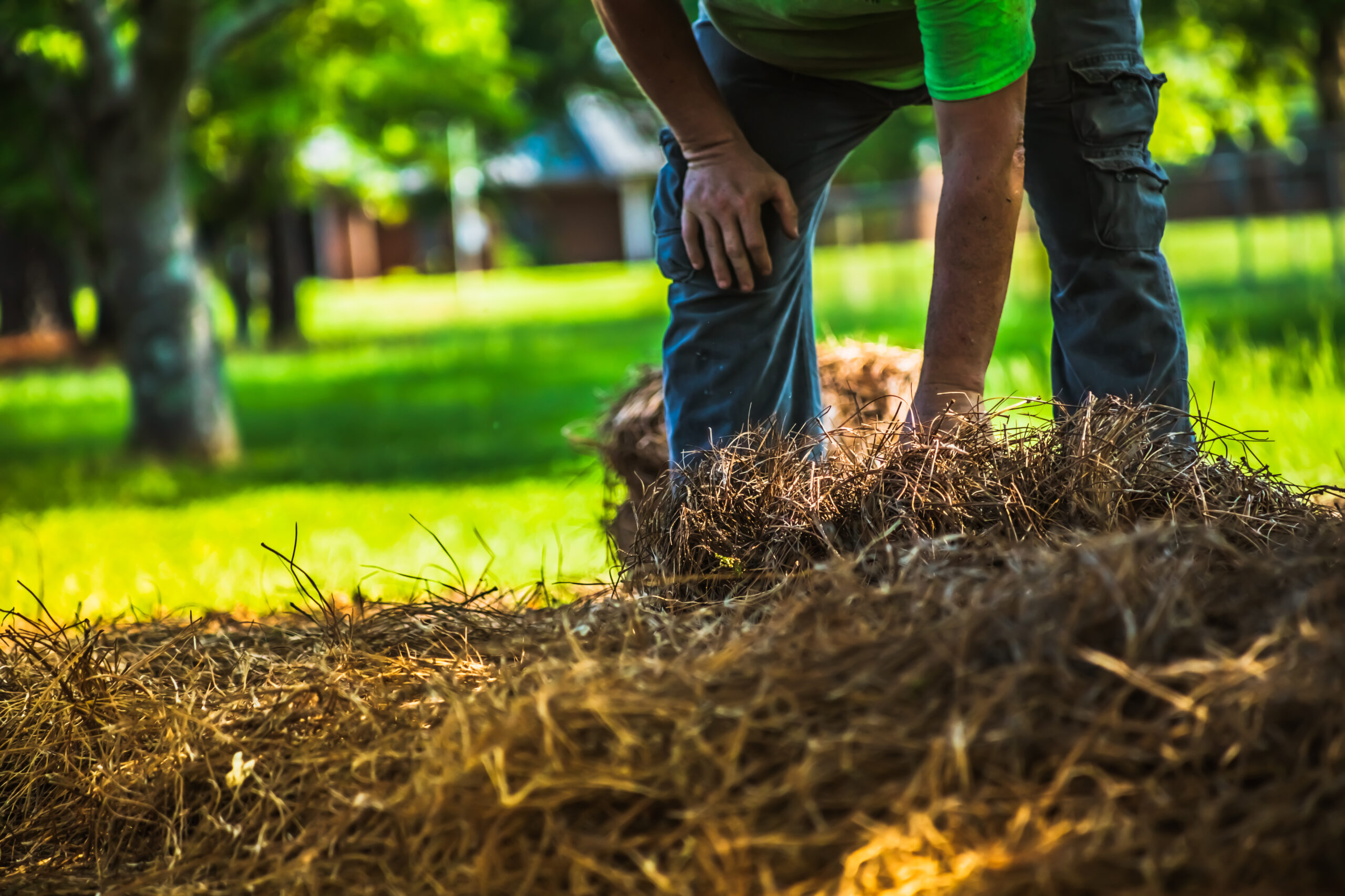 gwinnett pinestraw installation in yard of lawrenceville home